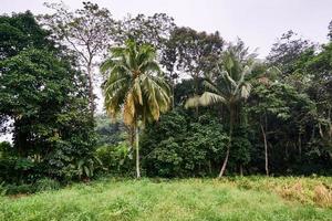 il scenario è un' lotto di grande alberi in crescita foto