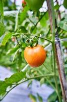 fresco pomodori siamo cresciuto nel il piantagione. pomodori siamo pronto per essere raccolto nel il piantagione. fresco rosso pomodori nel il giardino. foto