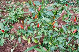 avvicinamento di fresco rosso peperoncini pronto per essere raccolto nel il piantagione foto