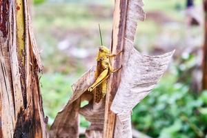 avvicinamento di bellissimo grande giallo cavalletta arroccato su un' Banana foglia nel il piantagione. foto