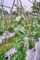 avvicinamento di corda fagioli o verde fagioli in crescita su un' piantagione. corda fagioli o verde fagioli fresco su il piantagione foto