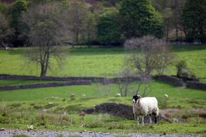 bianca e nero pecora con yorkshire Dales vista nel il sfondo foto