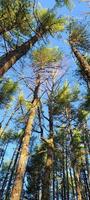 alto pino alberi nel il sole raggiungendo per un' luminosa blu cielo foto