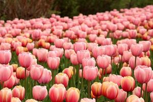 tulipani primaverili in piena fioritura foto