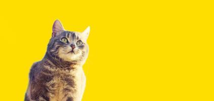 carino grigio gatto sembra in il distanza con curiosità su un' giallo sfondo. interesse, alto Attenzione e attenzione. curioso animale domestico nel ricerca di avventure, eventi. a caccia istinti, copia spazio, bandiera foto
