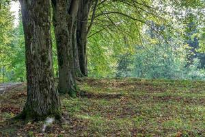 grande radura nel il parco, coperto erba tra un' conifere e deciduo alberi nel autunno giorno foto