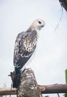 ritratto di un' falco e falco nel vario pose foto