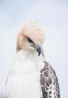 ritratto di un' falco e falco nel vario pose foto