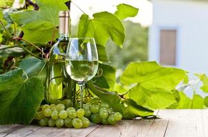 uva verde e vino bianco in vigna foto