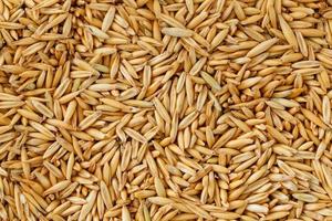 naturale avena cereali sfondo, vicino su. oro grano. foto