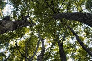 bellissimo struttura effetti di verde alberi visto a partire dal sotto, nel un italiano foresta nel primavera 2022 foto