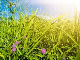 verde erba con il giro viola fiori. luce del sole. luminosa cielo foto