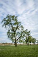 lungo esposizione Immagine di il corona di un' albero. foto