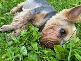 allegro bellissimo piccolo domestico di razza cane yorkshire terrier bugie su il verde erba foto