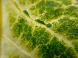 verde svizzero bietola foglia struttura con giallo gambi adatto per sfondo foto