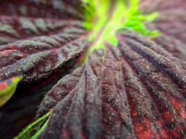 rosso coleus struttura con rosso gambi adatto per sfondo foto