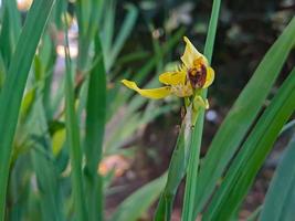 neomarica longifolia è un' specie di perenne erba nel il famiglia iridacee. essi siamo a partire dal il neotropici e il occhio di atlantica foto