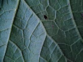 molto estetico verde melone fresco foglia struttura, adatto per sfondo sfondo foto