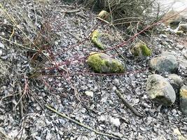 grande il giro bellissimo naturale pietre ciottoli coperto con verde muschio nel il foresta foto