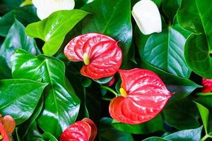 anthurium è rosso a forma di cuore fiore. buio verde le foglie come sfondo evidenziare foto