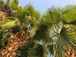 bellissimo cime di palma alberi contro il blu cielo decorativo impianti celeste paesaggio nel un' Hotel nel un' caldo tropicale orientale nazione meridionale ricorrere. sfondo, struttura foto