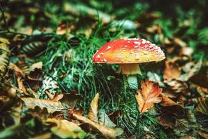 dettaglio di velenoso fungo con asciutto foresta le foglie foto
