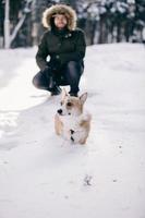 corgi cane passeggiate nel il neve nel inverno foto