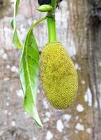 jackfruit sull'albero foto