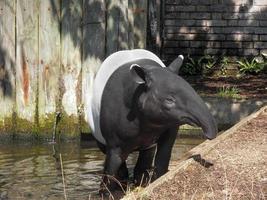 tapirus indicus visto nel un' zoo 3 foto