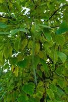betulla ramoscelli con il giovane verde le foglie appendere fuori uso. foto