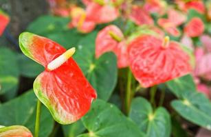 fenicottero fiore o anthurium fiore foto