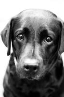cane triste con occhi da cucciolo in bianco e nero foto