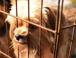 cane solitario in gabbia