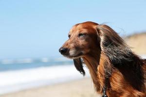 cane bassotto su una spiaggia foto