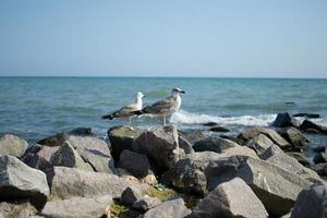 un' gabbiano si siede su un' pietra contro il fondale di il mare foto