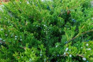 separatamente in crescita conifera nel il parco. grande conifero foto