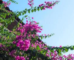 albero con bellissimo rosa fiori e cielo. foto