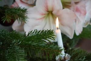 amaryllis bianco e lume di candela di cera sull'albero di natale verde. foto