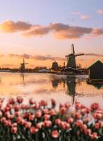 mulini a vento olandesi con tulipani rossi chiudono amsterdam, olanda