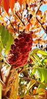 rosso sommacco albero nel il autunno foto