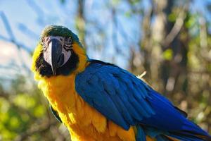 ritratto di un' giallo ara su un' ramo. il pappagallo uccello è un in via di estinzione specie foto