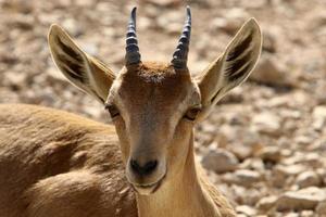 selvaggio montagna capre nel meridionale Israele. foto