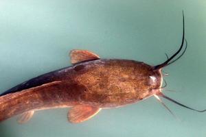 grande pesce gatto nuotare nel un' fiume nel settentrionale Israele. foto