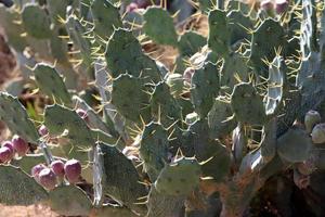 molto acuto aghi su il le foglie di un' grande cactus. foto