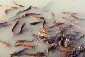 grande pesce gatto nuotare nel un' fiume nel settentrionale Israele. foto