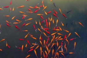 colorato pesce nuotare nel un' lago con fresco acqua. foto