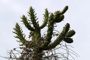 molto acuto aghi su il le foglie di un' grande cactus. foto