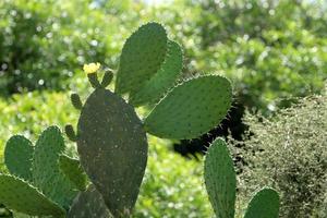 molto acuto aghi su il le foglie di un' grande cactus. foto