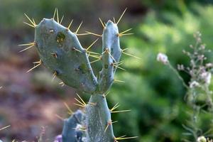 molto acuto aghi su il le foglie di un' grande cactus. foto