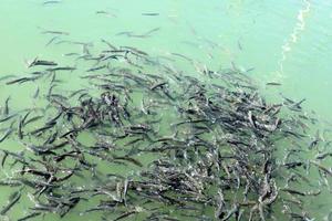 pesce nuotare nel mare acqua su il mediterraneo costa. foto